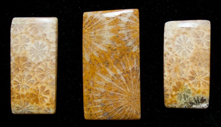 Three Rectangle Shaped Fossil Coral Cabs #8623